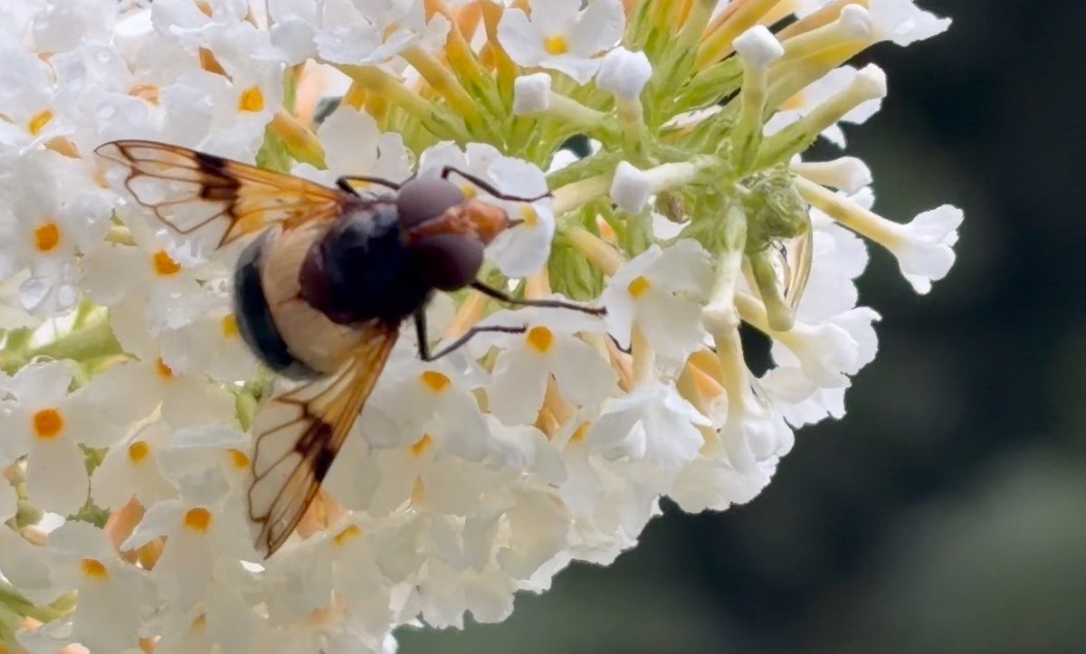NorwaySkandin's tweet photo. #Insekten #insects #fly #Schwebfliegen #Garten #garden #nature #Natur #flowers #Blüten #summer #Sommer
1/ Eine Gemeine #Waldschwebfliege, #Volucella pellucens, sitzt auf weißen Blüten von #Sommerflieder und sucht nach #Nektar. https://t.co/a4FT4Oic2n