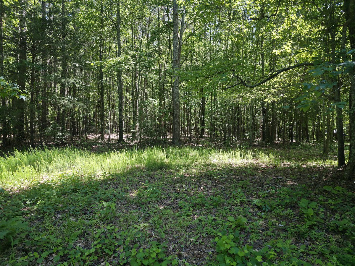 hlrbohunting's tweet photo. 110 acres in Madison County, GA. Nine ponds, two of them stocked, five miles of trails, and 250 unhunted acres next door.
One or two hunters. Not a club.

https://t.co/yotHu2NP1k

#GeorgiaHunting #WhitetailHunting #HLRBO https://t.co/yjreCanNyc