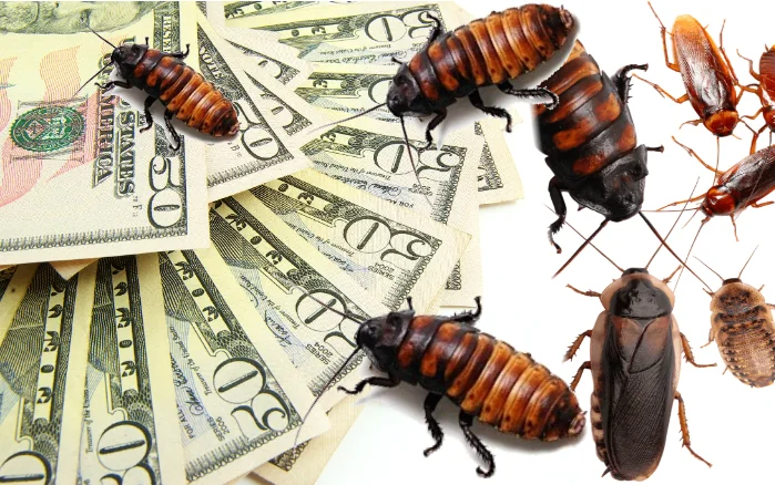 DealDrivers's tweet photo. **🪳 $2,000 TO RELEASE COCKROACHES IN YOUR HOME**

A pest control company is looking for homeowners willing to let them release cockroaches inside their house to test a treatment.

Not to remove them, TO PUT THEM IN.

https://t.co/2dxmJQ0uyN https://t.co/6rE0vOZ22h