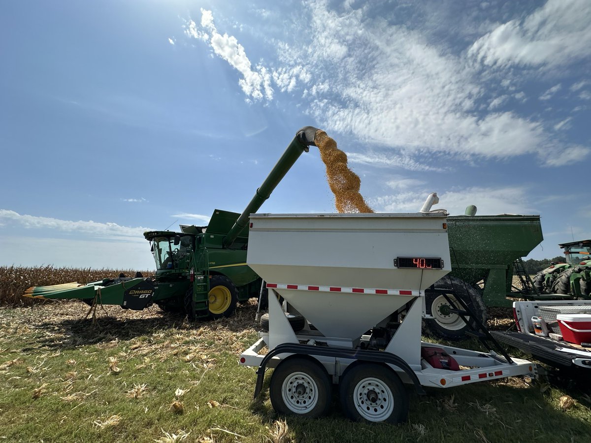 AginArk's tweet photo. #Corn is flowing out of the fields in White County, Arkansas. 
Thanks to @AR_extension's Katie Douglas!
#harvest26 🌽 🌽 🌽 https://t.co/mzCsVFcSh9