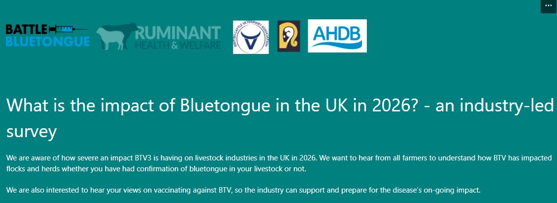 SheepVetsoc's tweet photo. What is the impact of #Bluetongue in the UK in 2026? an industry led survey.
We are aware of how severe an impact BTV3 is having on livestock industries in the UK in 2026. 
Link to survey: https://t.co/zjQbHhui8o https://t.co/XopTWhoAWW