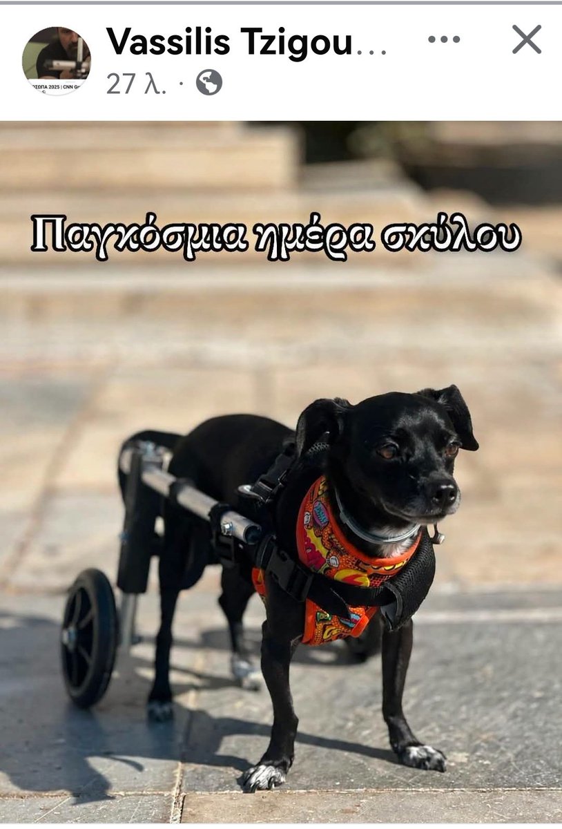 Christinalirou2's tweet photo. Ο Έλληνας κατασκευαστής αμαξιδιων που σήκωσε πολλά ανάπηρα σκυλάκια κ όχι μόνο. Ο άνθρωπος που βοηθάει πάρα πολλές φορές είτε καταφύγια είτε κηδεμόνες που δεν έχουν χρήματα κ τους δίνει χαρά να βλέπουν το ζωάκι τους να κάνει βόλτες χωρίς χρήματα. 👏👏👏👏👏 https://t.co/HRMgkF6ZZ2