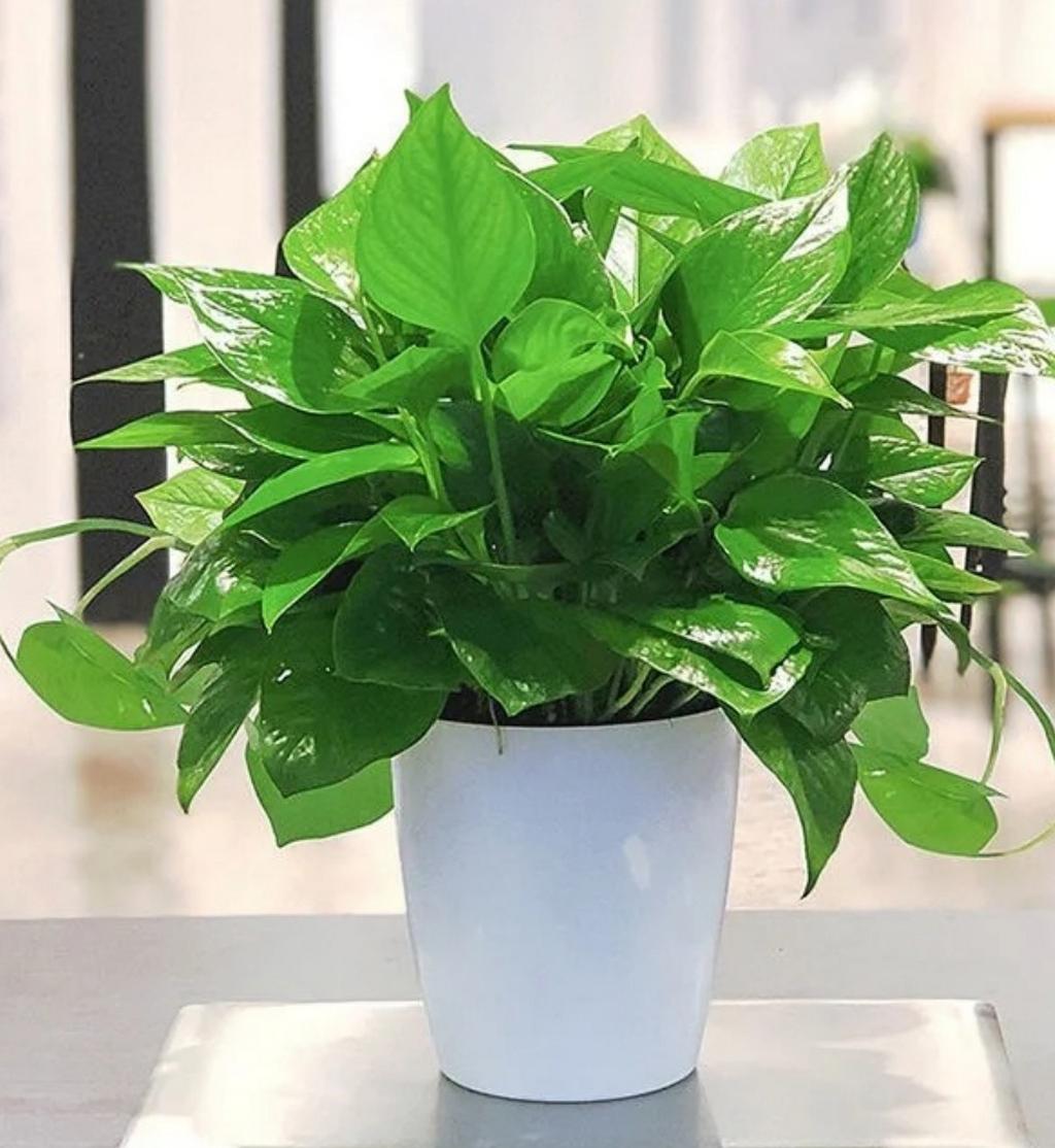Gatra12975490's tweet photo. Pro tip for your pothos! Keep its leaves dust-free and it’ll grow fuller u0026 healthier — wipe with a damp cloth weekly, and watch those vines thrive! https://t.co/3HOu3rco9r