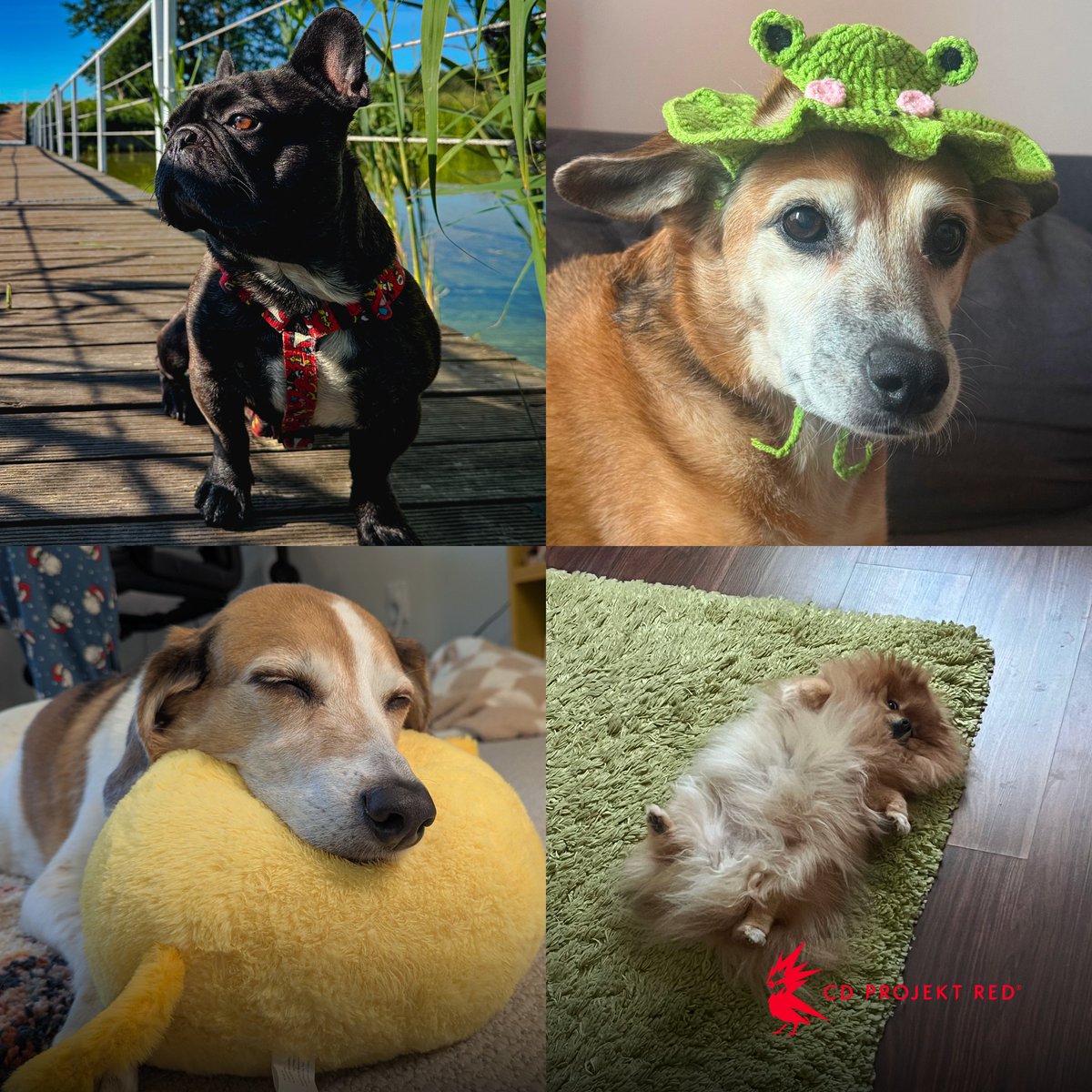 CDPROJEKTRED's tweet photo. It’s Dog Day, and our RED friends say hi! 🐶 https://t.co/PHiLa7sD7P