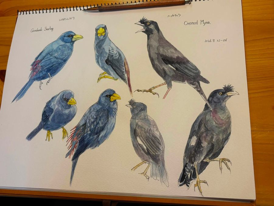 haiiromizunagi's tweet photo. #ハッカチョウ #CrestedMyna #Myna #Starling #Acridotheres #Sturnidae と #アビシニアコロブス #AbyssinianColobus #Colobus #Cercopithecidae #Primates を #大人の鉛筆 で #スケッチ #ドローイング。#水彩 で着色。昨日の続きで #ムクドリ の仲間を。次頁は、直近に描いたサルの近縁種を採用した。 https://t.co/aUPos0FlVF