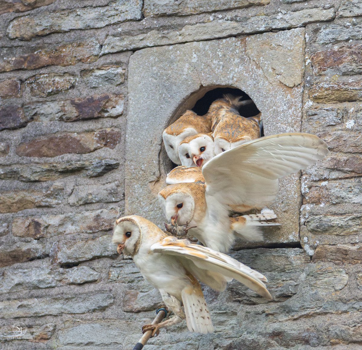 sjoneswildlife tweet picture