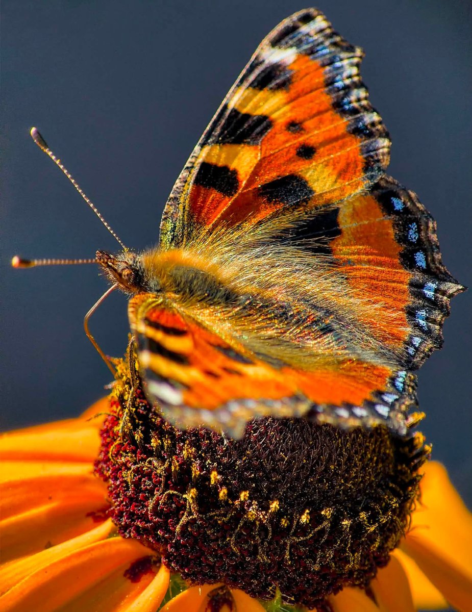 ReeflexCamera's tweet photo. Hidden in every wing is a masterpiece 🦋

Captured with the Super Telephoto 240mm + Macro Add-Ons, these frames turn the butterfly’s patterns and the flower’s warm tones into a striking study of contrast.

📷 Photos by Ole Hjarsbæk & Dmitri Solovjov

#Reeflex #ReeflexPiazza #ShotWithReeflex #ExploreCreateInspire #iPhonePhotography
