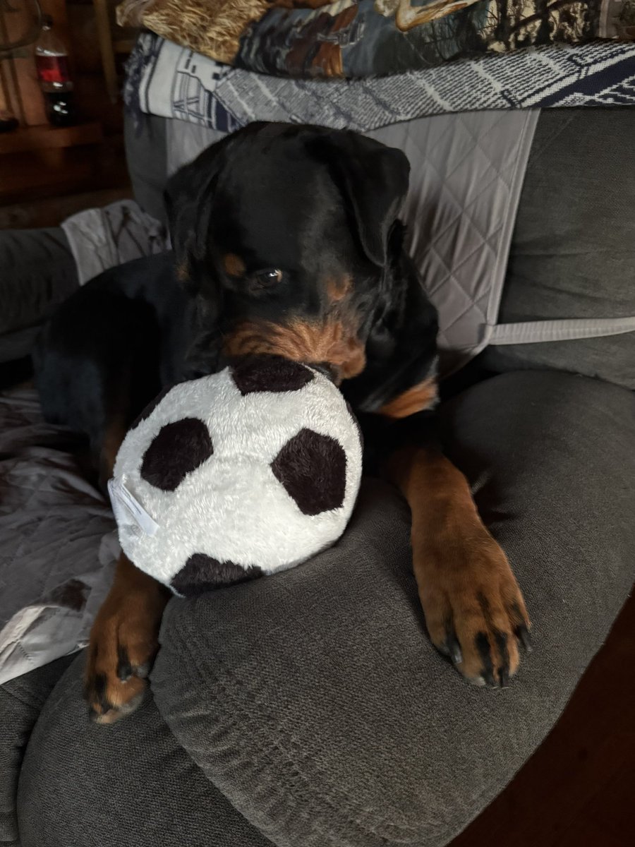 Donjomcm's tweet photo. National Dog Day! https://t.co/GEqpcaCIHs