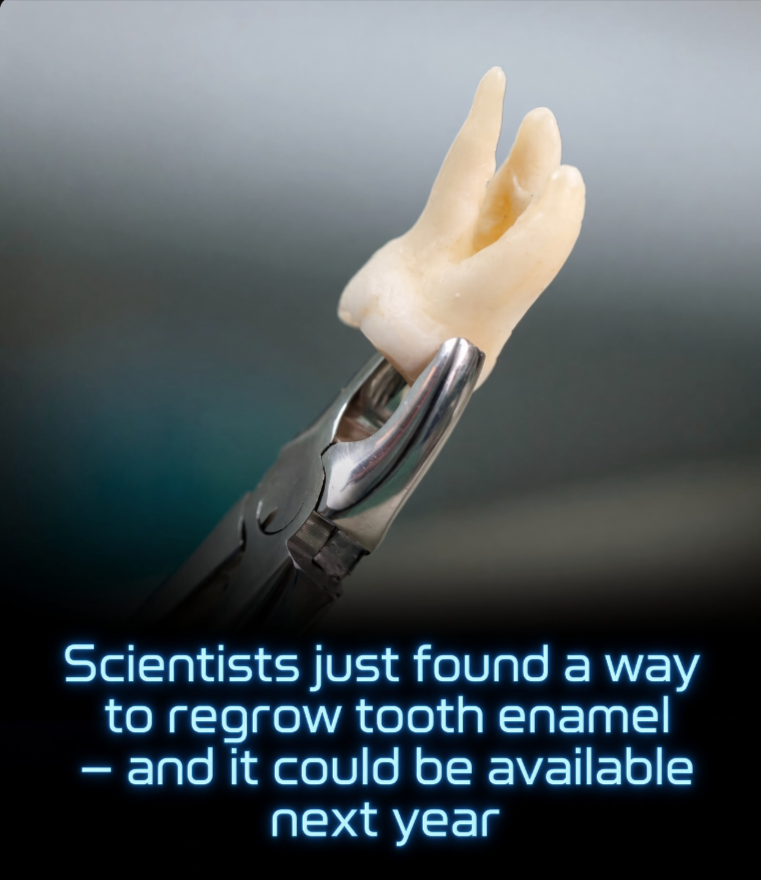 Rainmaker1973's tweet photo. A new protein-based gel can regenerate tooth enamel.

For generations, dental patients have accepted a hard truth: once tooth enamel is lost, it is gone for good. A major scientific breakthrough has now challenged that limitation.

An international research team led by scientists at the University of Nottingham has developed a biomimetic gel capable of repairing and regenerating damaged tooth enamel. The findings were published in Nature Communications. This fluoride-free treatment uses lab-engineered proteins that mimic the natural processes of enamel formation during infancy.

When applied to the teeth, the gel creates a microscopic scaffold that captures calcium and phosphate ions from the patient’s saliva. It then systematically grows a new mineral layer that integrates seamlessly with the tooth’s original structure.

The innovative gel offers a painless, drill-free alternative to traditional fillings and crowns, which only mask damage rather than heal it. Clinical trials for the biocompatible gel are planned to begin this year, and the development team is already collaborating with the spin-off company Mintech-Bio with the aim of releasing a first commercial product as early as next year.

By providing a permanent, easy-to-apply solution for acid erosion and early-stage cavities, this regenerative technology could fundamentally change routine dental care and spare millions of patients the discomfort of the dental drill.

[Hasan, A., Chuvilin, A., Van Teijlingen, A., et al. “Biomimetic supramolecular protein matrix restores structure and properties of human dental enamel.” Nature Communications 16, 9434 (2025). DOI: 10.1038/s41467-025-64982-y]