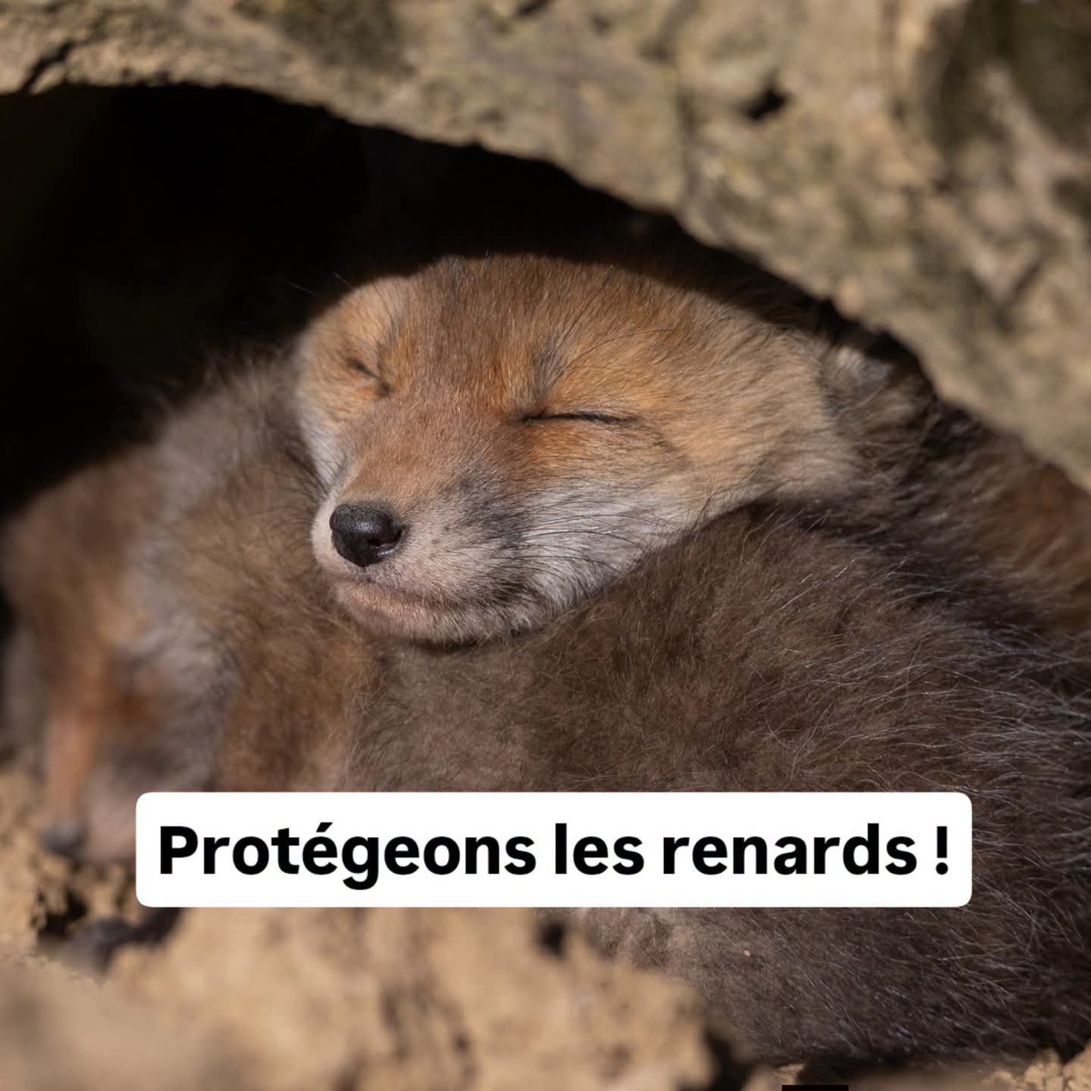AdeaClaude's tweet photo. Nous appelons toutes les personnes qui refusent la violence faite aux animaux à contacter la mairie de Verfeil par téléphone ou par mail (contact@mairie-verfeil31.fr) et à exiger l’annulation de cette battue. 

Via FUTUR ASSO https://t.co/sJUXLARy0V
