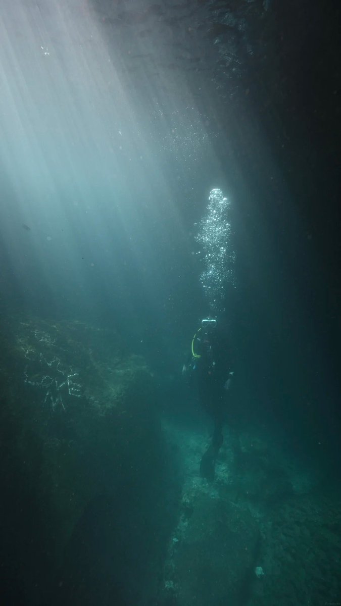Paws0_Walk's tweet photo. Taking photos underwater can be a bit challenging. https://t.co/oGTfRicSSK