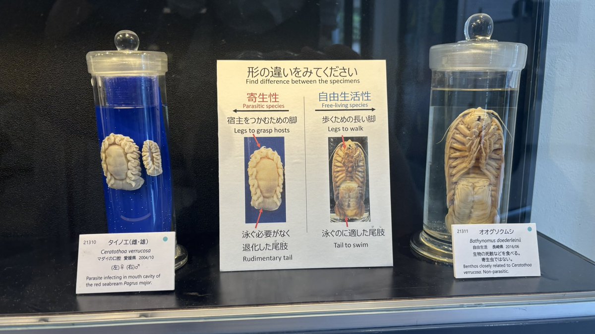 djm7wr's tweet photo. 目黒寄生虫館とかいう外観が歯医者にしか見えない博物館、サナダムシやらアニサキスやらとんでめないのが大量なので楽しい

あと謎にカップルが多い
#目黒寄生虫館 https://t.co/SWv20E0V0x