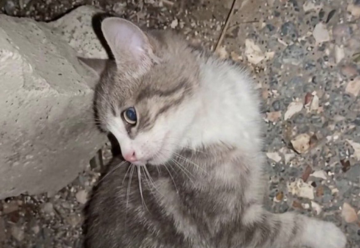 BerkEfe7k's tweet photo. Bu yavru kedinin, bir bebekten ne farkı var ? İkisi de dünyayı bilmiyor, ikisi de yavru. Birinin insan diğerinin hayvan oluşu neyi değiştirir? Bebek bebektir. Bir insan evladı bu şekilde katledilse yer yerinden oynar. Neden kedi diye yer yerinden oynamıyor?
Siber neyle uğraşıyor? https://t.co/ZNlVEH48FP