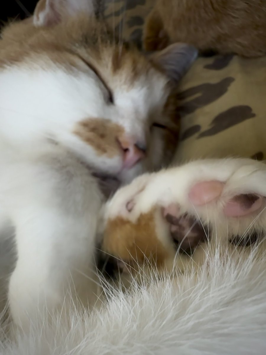 AmazingAcroCats's tweet photo. "I am RESTING come back later plz"
#acrocats #catnap https://t.co/PUaRtQYdMG