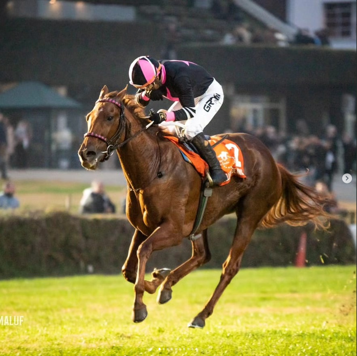 tahralanK's tweet photo. alright so here's the full thing, I still have to change some stuff maybe, but i'd like to hear what you think lol + some photos of the irl mare! she has 3 stars in her design to symbolize her 3 G1 wins, she ran 23 races, won 11 of them and 9 of those were consecutive! https://t.co/Xukaat01hr