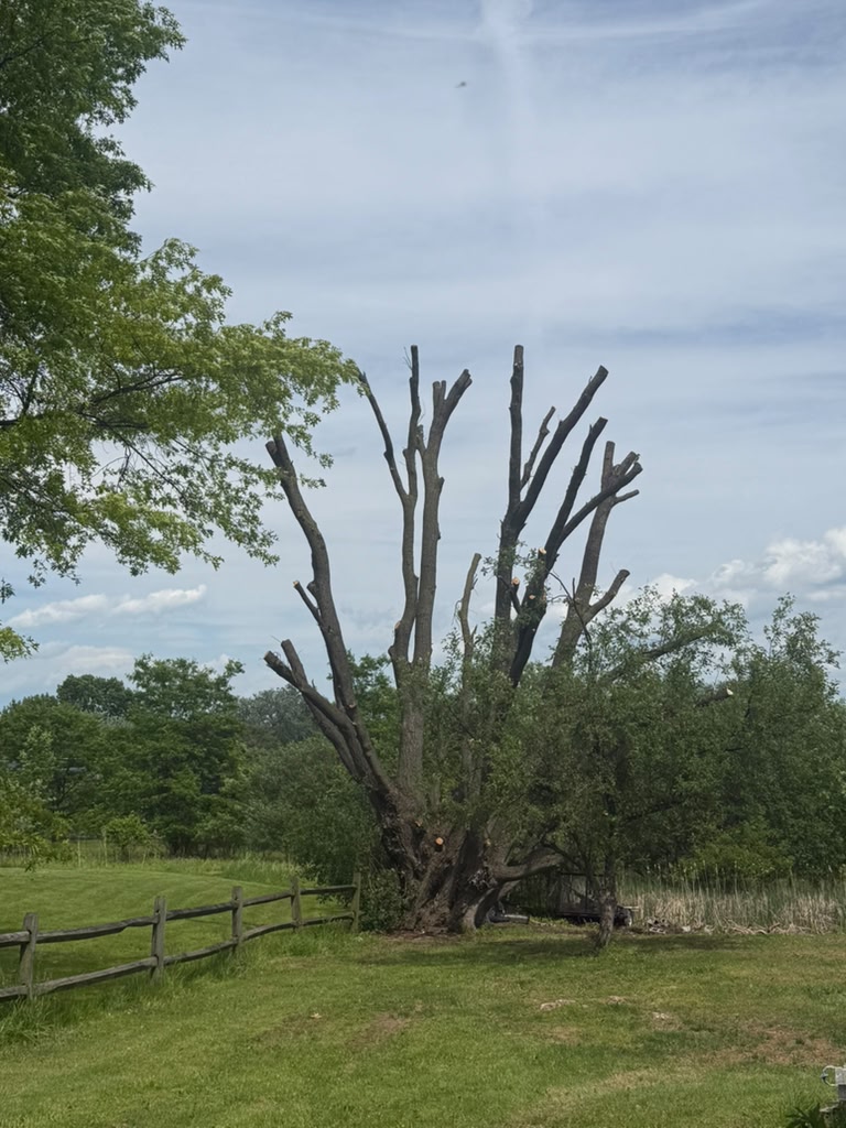 TreemanBuffalo tweet picture