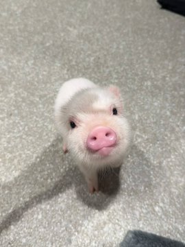 Veronica76348's tweet photo. Check this out doesn’t this sound just like when your boyfriend or husband argues with you? You’re furious  but he seems completely unfazed. Isn’t that exactly how it goes? lol  #Life #CutePigs #DailyLife https://t.co/Apc1R2hl5U
