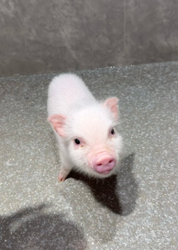 Veronica76348's tweet photo. Check this out doesn’t this sound just like when your boyfriend or husband argues with you? You’re furious  but he seems completely unfazed. Isn’t that exactly how it goes? lol  #Life #CutePigs #DailyLife https://t.co/Apc1R2hl5U