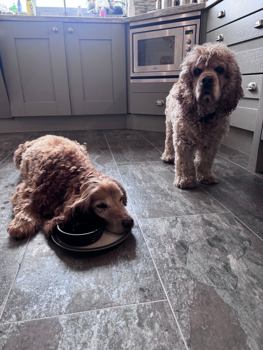 SpanielsSuper's tweet photo. Mum?
Yes Isky?
Is Bat ok? #HesGoneSplatt
He’s just tired after his tea?
🤔 He ate it all though 🙄 #NothingLeftForMe https://t.co/uS1MAPp995