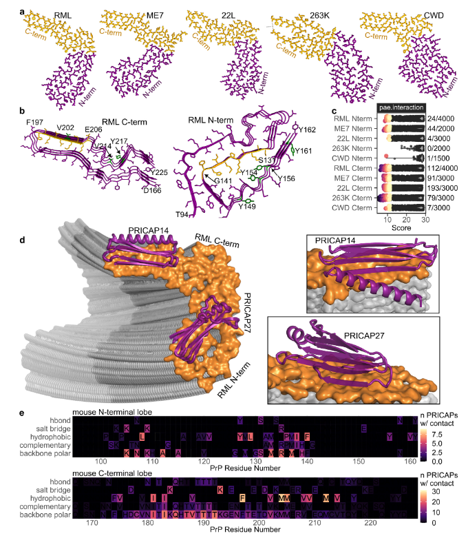 ASMicrobiology's tweet photo. Prions replicate by templating the misfolding of native proteins, though direct evidence identifying the precise sites of replication has remained limited. This #mBio study addresses this gap by developing a new class of rationally designed protein tools: https://t.co/zry9HxlYTZ https://t.co/Lu2tXXxBJN
