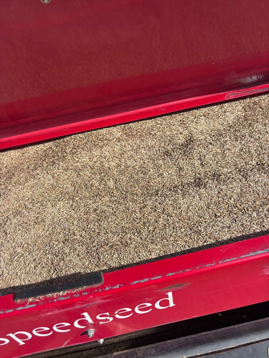 deporguada's tweet photo. Los trabajos de mejora y acondicionamiento del césped del Pedro Escartín han dado hoy un nuevo paso con una potente resiembra de 400 kilogramos de Ray-Grass, destinada a reforzar la densidad y homogeneidad del terreno de juego.

La actuación se ha realizado combinando diferentes direcciones de siembra con el objetivo de conseguir una distribución lo más uniforme posible de la semilla sobre toda la superficie.

Mediante maquinaria especializada se han aplicado 300 kilogramos de Ray-Grass: 100 kg en una de las diagonales del campo, otros 100 kg en la diagonal contraria y 100 kg más en sentido longitudinal.

A este trabajo mecanizado se han añadido otros 100 kilogramos sembrados de forma manual a lo ancho del terreno de juego, reforzando especialmente la cobertura y permitiendo alcanzar aquellas zonas que presentan una menor densidad de césped.

De esta forma, la resiembra se ha llevado a cabo desde cuatro direcciones diferentes —ambas diagonales, largo y ancho—, buscando favorecer una implantación homogénea y acelerar la recuperación de las zonas menos pobladas.

Esta actuación forma parte del plan de mejora integral que se está desarrollando sobre el terreno de juego del Pedro Escartín, combinando la Bermuda ya implantada con la incorporación de Ray-Grass para continuar aumentando la cobertura, densidad y calidad de la superficie.