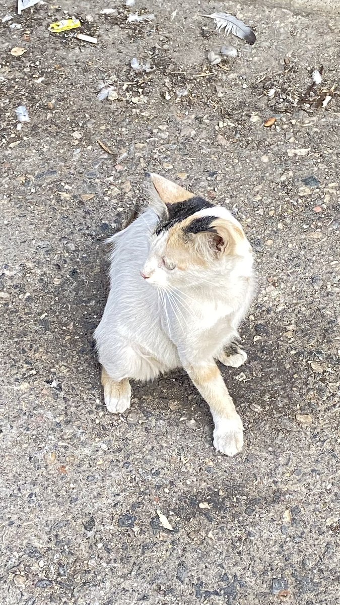 durutdurusu's tweet photo. Bir ayağı kesilmiş anne kedi be yavrularına GAZİANTEP de yuva arıyorum korunaklı bir bahçe de olur lütfen kış geliyor üç ayağıyla dısarlarda yapamaz iki yavrusu ölmüş kalan iki yavrusuna bakıyor onların yanından hiç ayrılmıyor herkesin peşinden koşup mama istiyor https://t.co/MN56QyUNbC