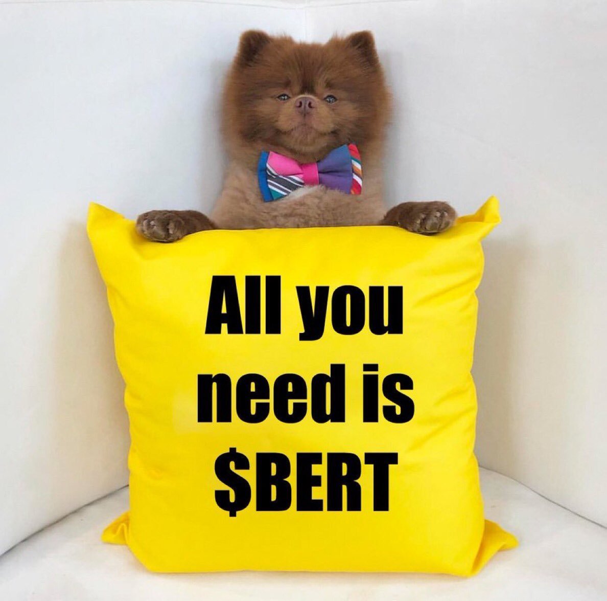 gloryr3born's tweet photo. @0xMrPinky Buy the best project on solana... $Bert the pomeranian dog. 
Everything about the gem is worth believing in, and definitely birth certainty of billions.
Check out @bertcoincto and connect the paws-dots 🐾 https://t.co/JSXD4ob7EB