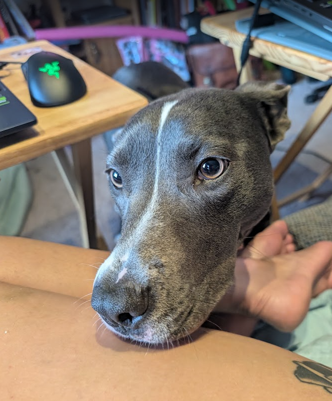 sylvijinx's tweet photo. https://t.co/FdM6uhvwu6

I recently made a facebook page for my service dog (pitbull mix!), Rava. We vlog our progress with her becoming comfortable with different tasks, the daily ups and downs with  training, etc. 

#sdit #servicedog #pitbull https://t.co/Y6dvNMZvYr