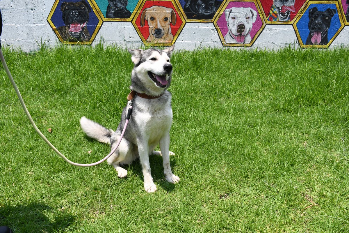 MetroCDMX's tweet photo. Sigue la cuenta oficial del #CTCDelMetro,@ctcdelmetro, para mantenerte informado de los perritos rescatados dentro de las instalaciones del Metro, los requisitos de adopción y los datos para realizar donaciones; nuestros peludos te lo agradecerán mucho. #AdoptaNoCompres #AUnMetroDeSuHogar 🐶🏡🐾