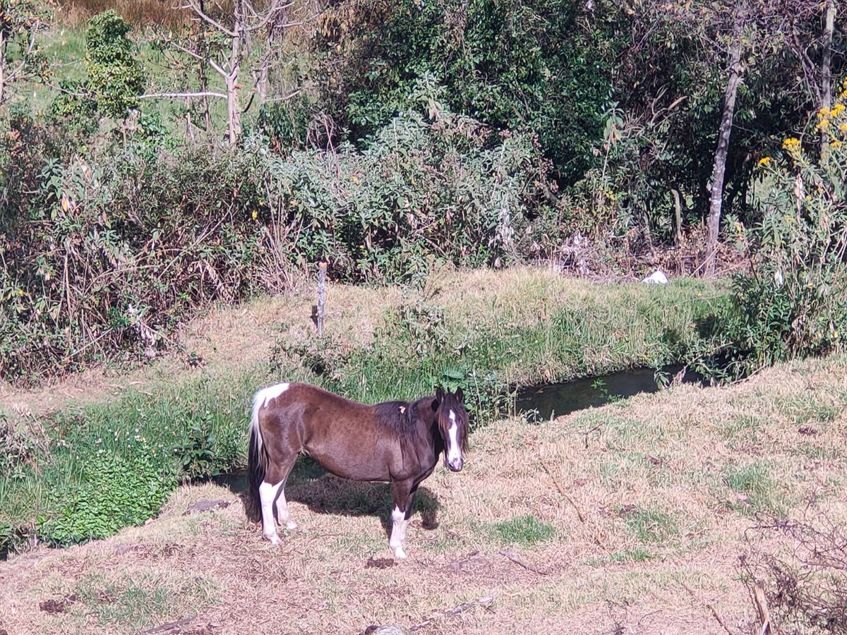 AgrocalidadZ1's tweet photo. ✅ | #AgrocalidadCapacita 

Realizamos inspección y catastro a predios equinos en diferentes cantones de la provincia de #Carchi, trabajamos para precautelar el estatus zoosanitario del país. 

#ProtegemosElAgroEcuatoriano💪🏽 https://t.co/duHsxuBkTq