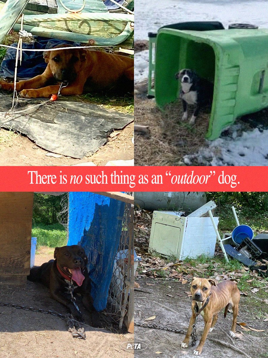peta's tweet photo. When you get a dog, you're making a promise to love, protect, and respect them. But when you chain them and force them to live outside, you're going back on your word 💔

They deserve to live inside like every other family member. #NationalDogDay https://t.co/OSA8ReOJOj