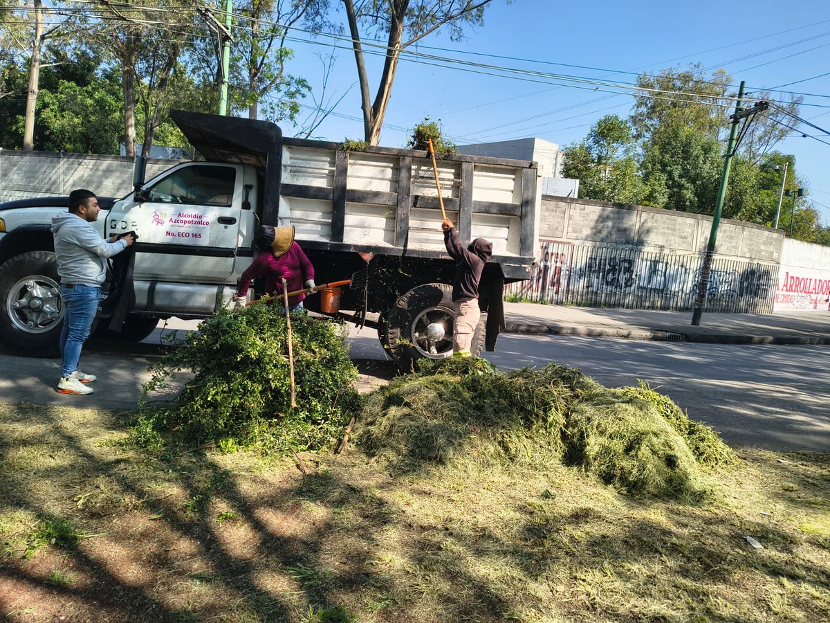 AzcapotzalcoMx's tweet photo. 🌿 En el Parque San Carlos y el camellón de Av. El Rosario, la Cuadrilla Violetas realizó trabajos de poda de pasto y seto, deshierbe, barrido y recolección de residuos.

Seguimos trabajando para mantener nuestros espacios públicos limpios y en mejores condiciones para todas y todos. 💜
