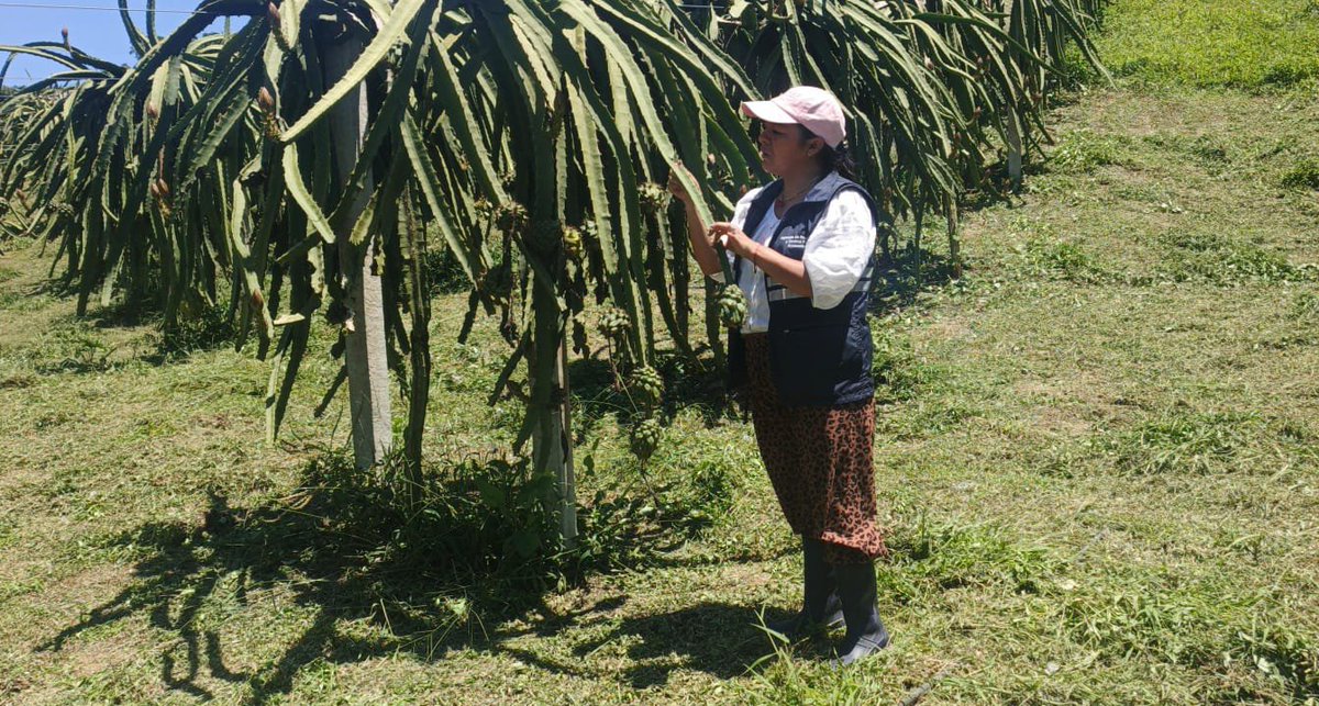 AgrocalidadZ7's tweet photo. 🔍 | #VigilanciaFitosanitaria

🌵 En #ZamoraChinchipe ejecutamos vigilancia fitosanitaria y toma de muestras en cultivos de pitahaya para descartar plagas y proteger la producción.

¡Trabajamos en territorio por un agro sano y seguro!

#ProtegemosElAgroEcuatoriano 💪🏽 https://t.co/J7Crc49MH0