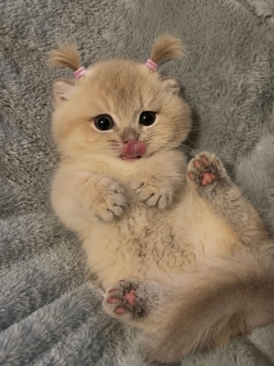 catslovings1's tweet photo. https://t.co/au3qCnHJdz