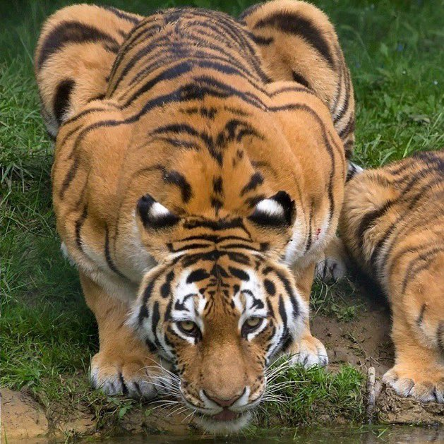 EnsedeCiencia's tweet photo. 🔴 Las manchas blancas detrás de las orejas del tigre se llaman ocelos y forman parte de su estrategia defensiva.

Cuando baja la cabeza para beber o descansar, estas marcas quedan visibles y parecen ojos adicionales, creando la sensación de que siempre está vigilando su entorno. https://t.co/mAvWvUnLtI