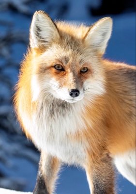 SleekVulpes's tweet photo. #NewProfilePic https://t.co/daOPUzOCCS