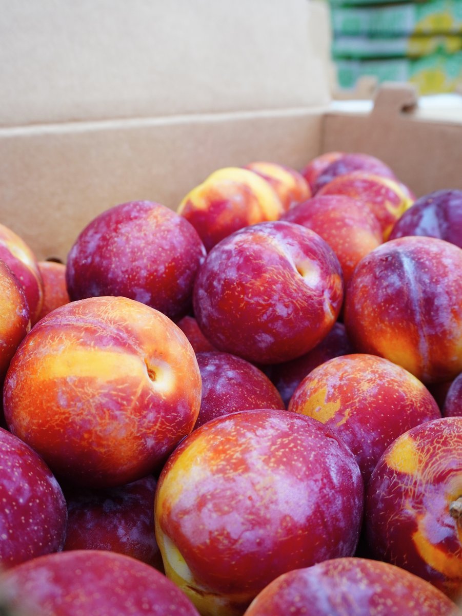 KimballProduce's tweet photo. One look inside the box says enough. ❤️✨ Rich red tones, golden touches, and a fresh finish that makes the whole box hard to overlook. Sometimes the fruit does all the talking. #RedPlums #FreshProduce #ProduceIndustry https://t.co/tn88XVQ3Br