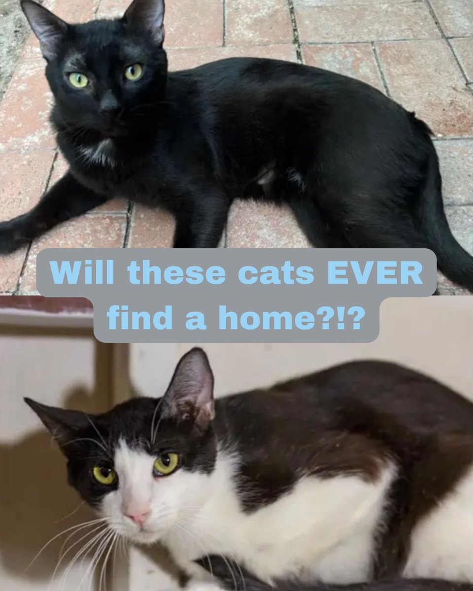 WishesRescue's tweet photo. Rhett and Dopey have waited far too long. Someone needs to be their savior! #catsoftucson #felvcats https://t.co/972PQMLl7s