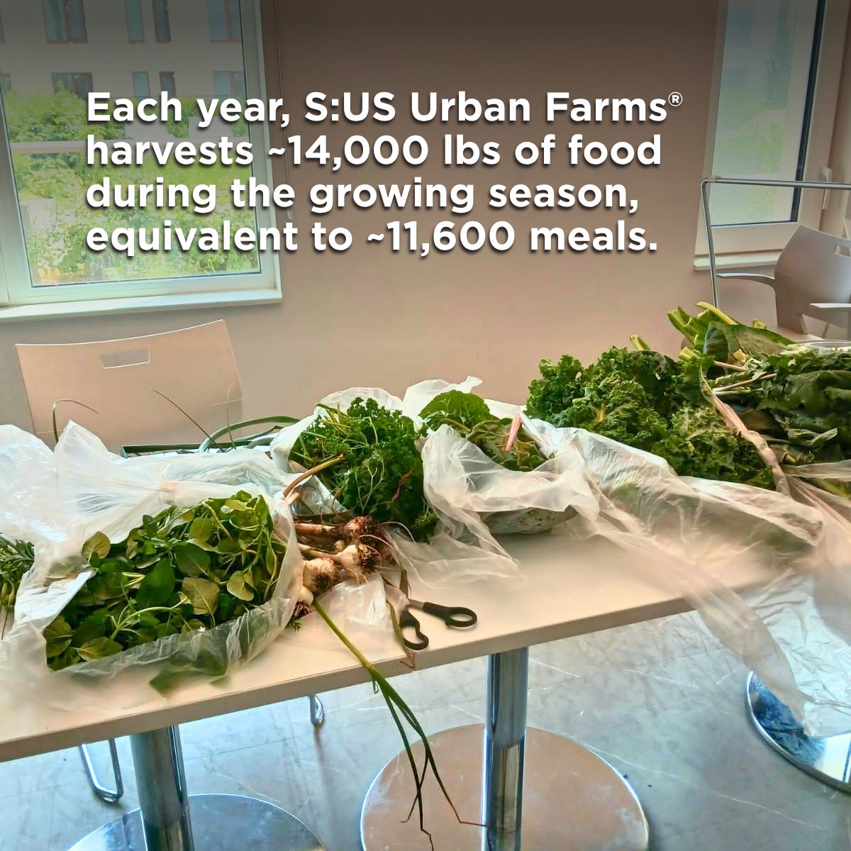 sus_org's tweet photo. Alafia, our affordable &amp; supportive #housing community in East New York, is one of our newest growing spaces for S:US #UrbanFarms®. It is already yielding a plentiful summer harvest with green onions, parsley, collard greens, &amp; so much more.

👉 https://t.co/P0xLo5Mqwv https://t.co/iZVg2Hemmn