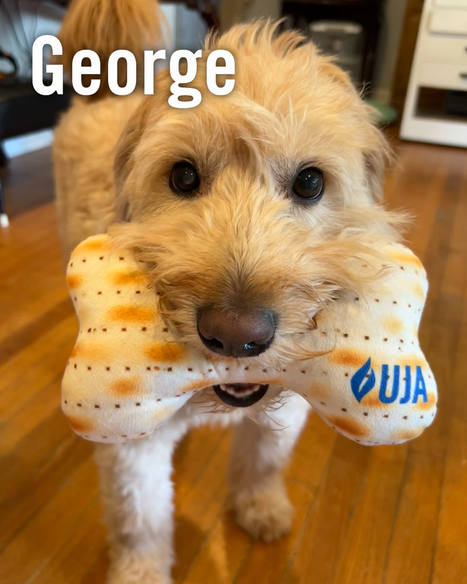 UJAfedNY's tweet photo. Today is #NationalDogDay! 🐶 https://t.co/3WS1q4IWwn