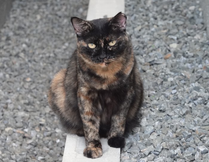 ikagenki's tweet photo. #サビ猫 #サビ猫はいいぞ #猫好きさんと繋がりたい　#さびねこ https://t.co/sf5i2YQ0hd