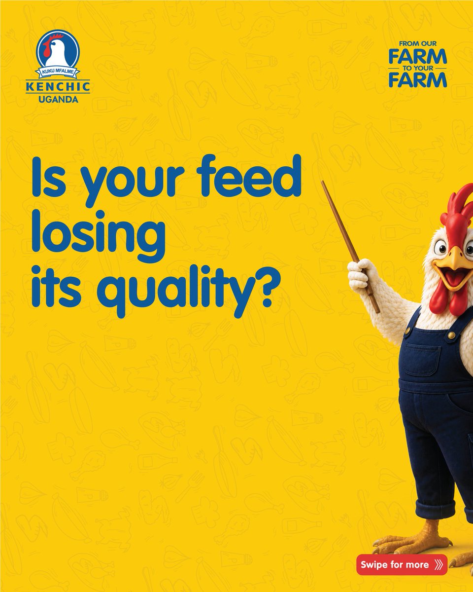 Kenchic_Uganda's tweet photo. Feed quality doesn’t end at production, how you store it matters too.
Poor storage practices can reduce the nutritional value of your feed and affect your birds’ performance.
Keep your Kenchic Feeds:
✅ In a cool, dry place
✅ Raised off the floor
✅ Away from moisture and pests
✅ Properly covered at all times
Good storage = better feed quality = healthier birds.
#GrowingWithYouFromDay1 #KenchicFeeds