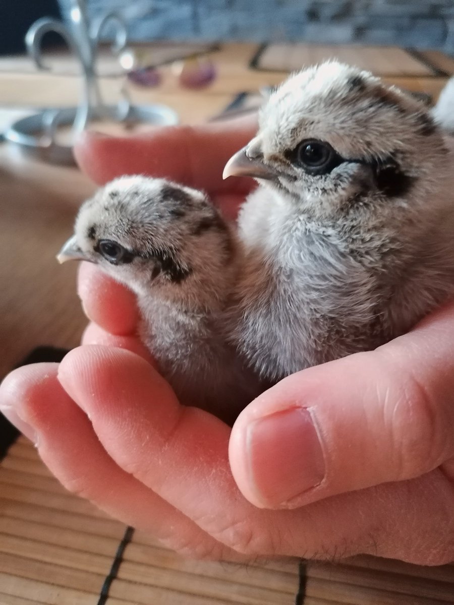 Eclectus_Pearl's tweet photo. From a tiny egg to a little chick in just 23 days. 🥚🐥✨❤️ #nature #bird #kyckling #cutebird https://t.co/Hs9MV58ZsI