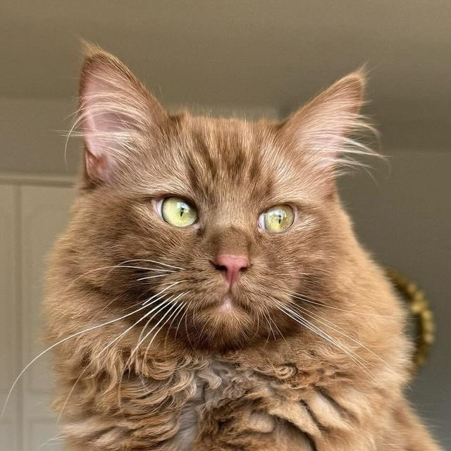 petalesblancs's tweet photo. brown cats https://t.co/XoIyGFeKm9