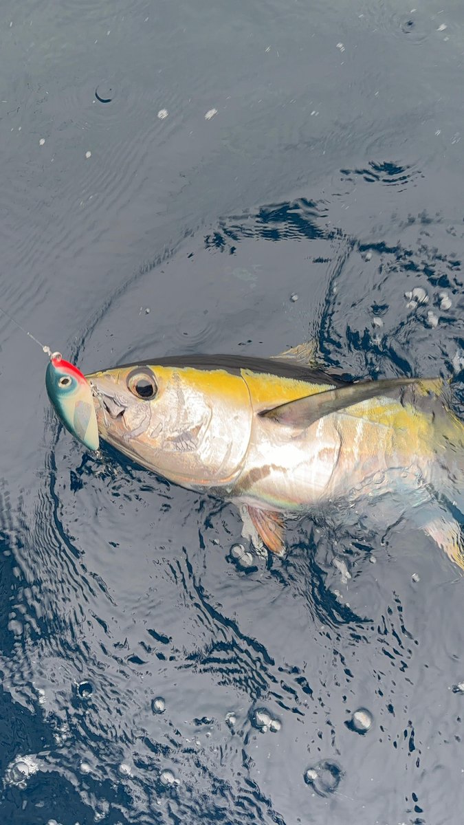 hookedlurestudi's tweet photo. Elite's out.
Capt. Cholo is still putting tuna and dorado on it.
Redesign and restock in the works. https://t.co/otyN7PQYoo