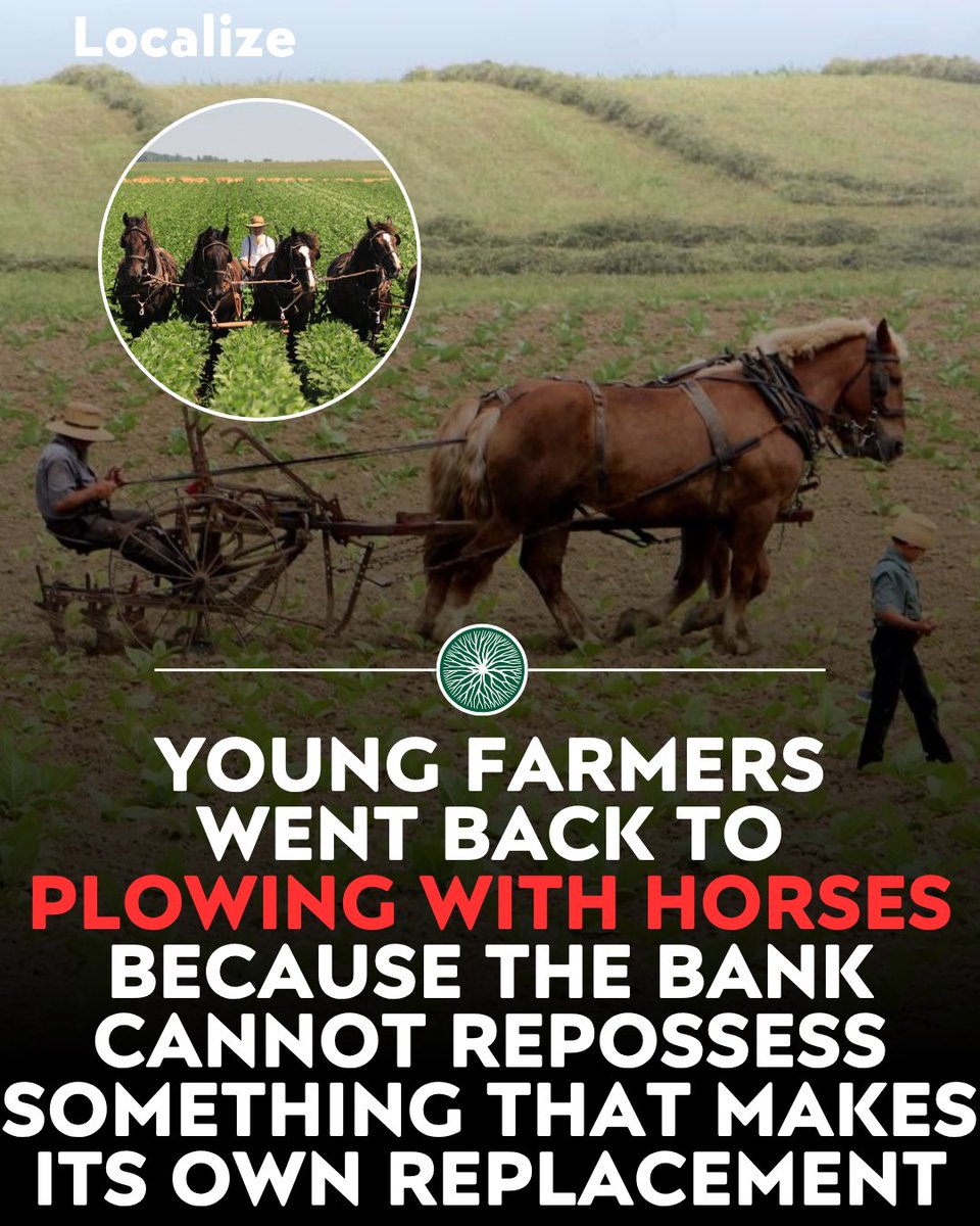 Localizefoodapp's tweet photo. Young farmers are swapping tractors for teams of horses, betting on the one engine a bank can never repossess.

A single modern tractor can top $200,000, with flagship models running past $600,000, debt that can bind a farm for decades.

A team of horses eats hay grown right on the farm, and a foal replaces the engine for free.

Farms like Around the Table Farm in Poulsbo, Washington stay small on purpose, sell locally, and owe nothing to a lender.

Support debt-free farmers on Localize.