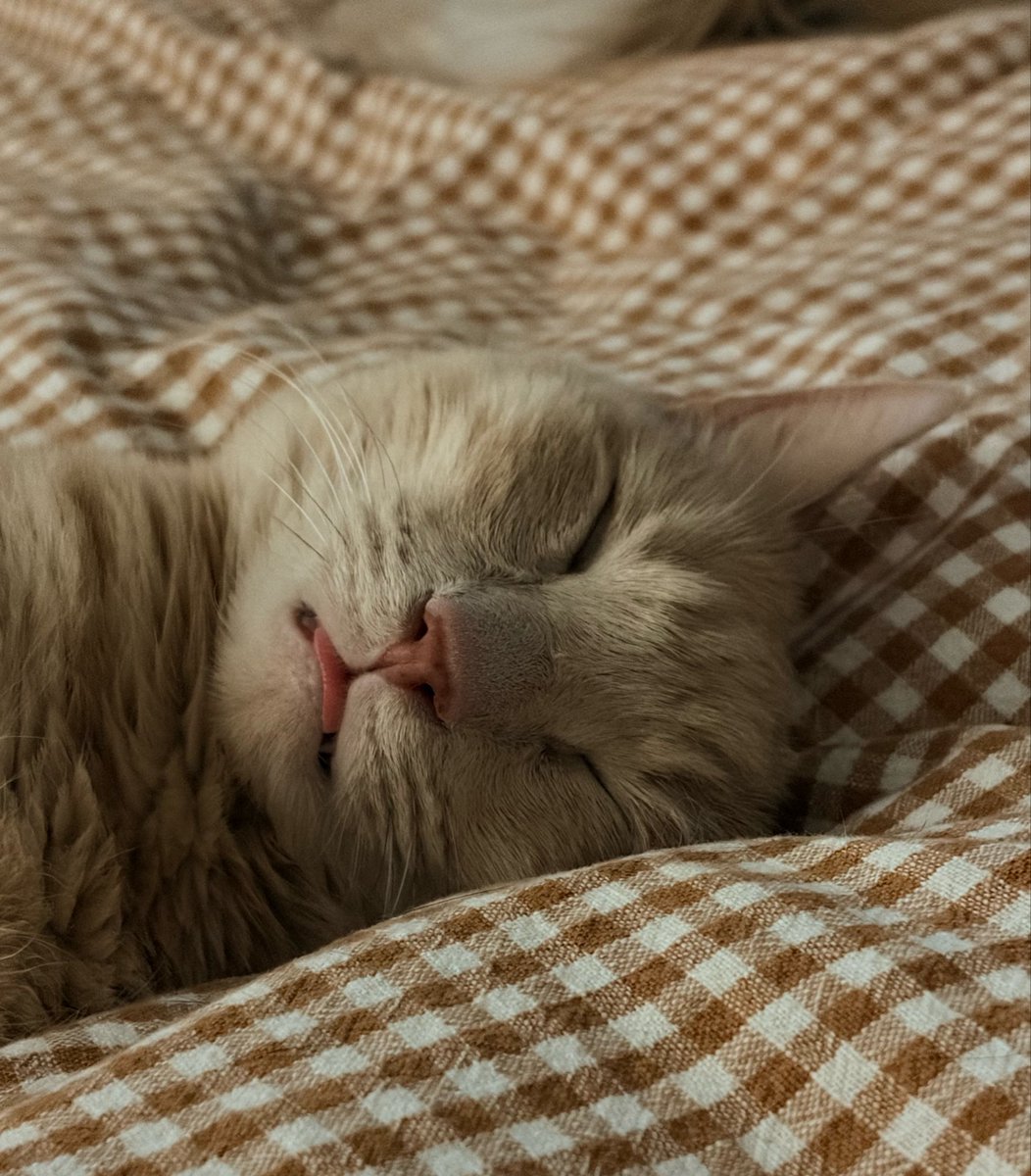 cozykacey's tweet photo. trying to relax &amp; read after work but this thing’s snoring keeps distracting me https://t.co/i4OH40ZNyI