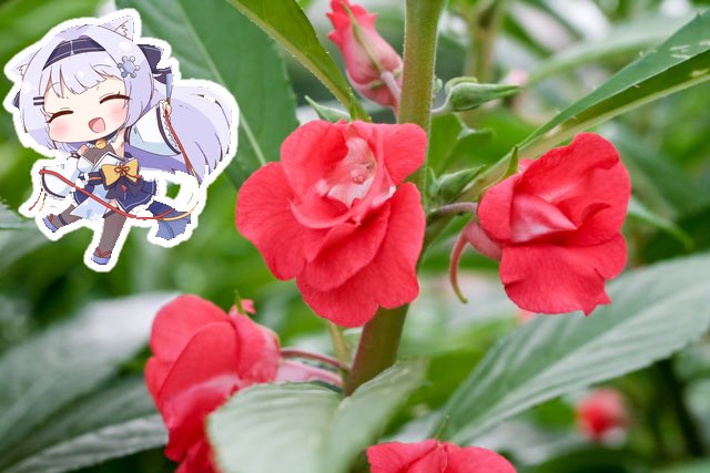 yukinko_lily_'s tweet photo. おはよ〜☀️
8/27(木)の誕生花はホウセンカ🌺
花言葉は「私に触れないで」「短気」「心を開く」

花言葉「私に触れないで」「短気」「心を開く」は、熟した実を触るとバンとはじけて種が飛び散る性質が由来なんだって🫛

小学生の時に理科の授業で育てて観察日記書いてたな〜🌿
#おはようvtuber https://t.co/fMAhqVyq5A