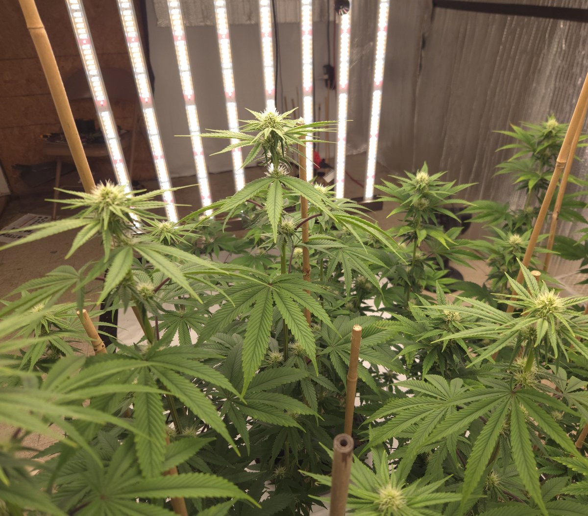 kclightup's tweet photo. Ok my high ass decided to try something this morning. I dropped the roi680 for some extra side lighting running at 40%. I raised the #secretled SL-760 just a little and turned it up to 100%. The plants seem to not mind at all. #FuckCancerCrew #GetScreened #growyourown https://t.co/KEi2Eh7CW4
