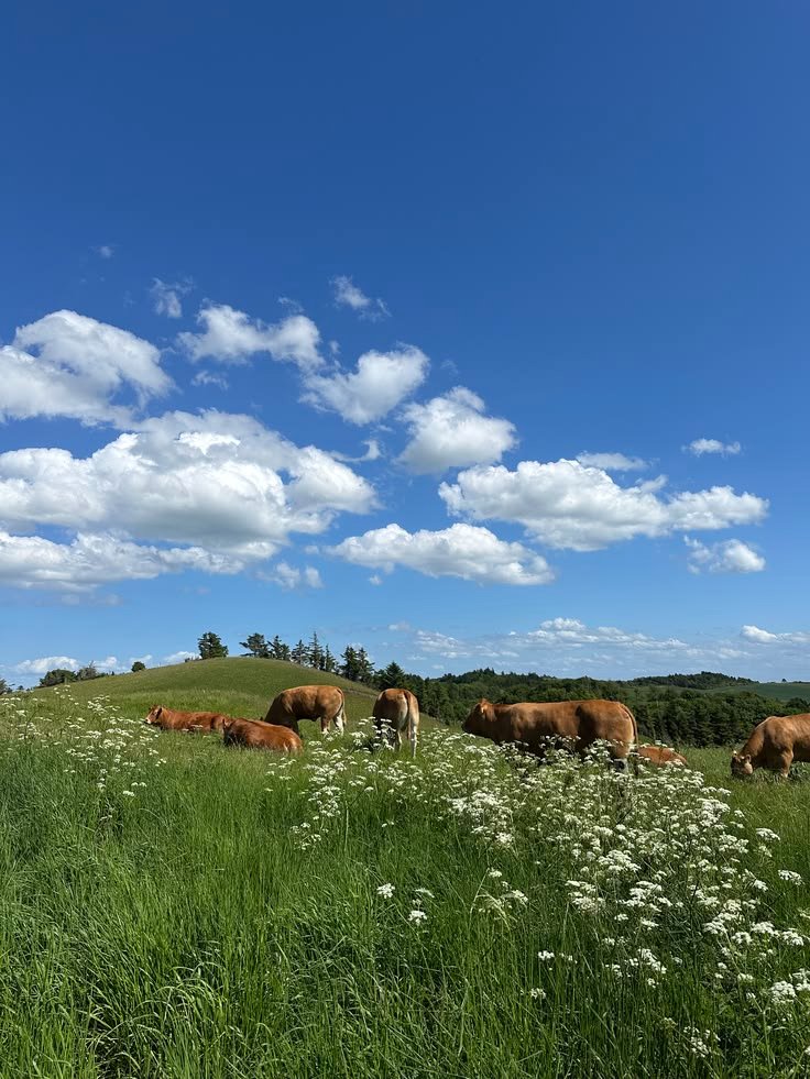 purelivn's tweet photo. life feels softer in the countryside https://t.co/G3xsxz0YPk